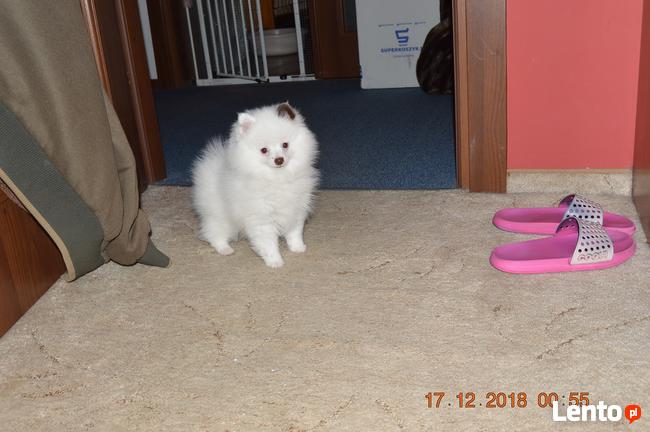 Pomeranian/ szpic miniaturowy . sliczne szczenieta. Gdansk