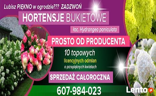 Hortensje Bukietowe Premium