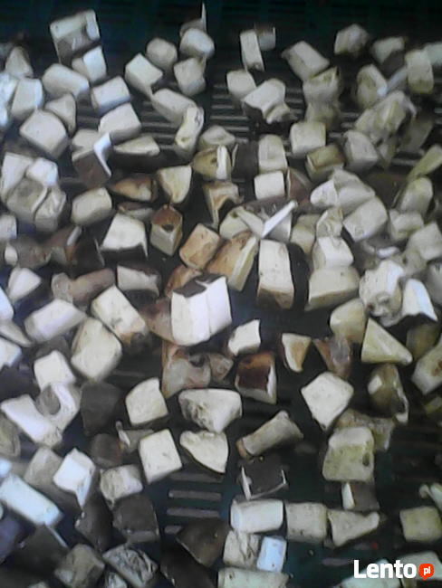 Sprzedam hubę brzozy, czaga