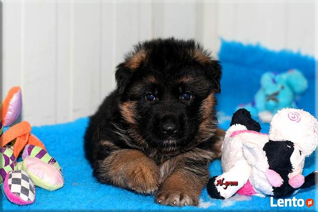 Owczarek Niemiecki szczeniaczek krótkowłosy piesek rod FCI
