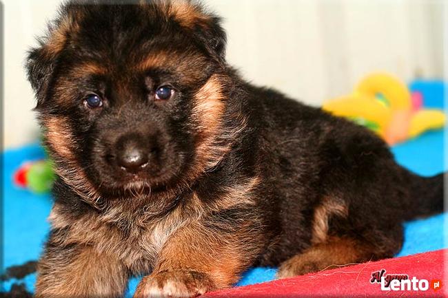 Owczarek Niemiecki szczeniaczek krótkowłosy piesek rod FCI
