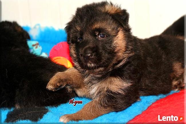 Owczarek Niemiecki szczeniaczek krótkowłosy piesek rod FCI