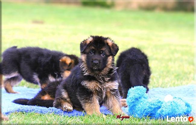 Owczarek Niemiecki szczeniaczek krótkowłosy piesek rod FCI