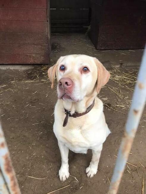 Ma na imię Dżeki... - labrador do adopcji