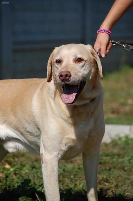 Ma na imię Dżeki... - labrador do adopcji