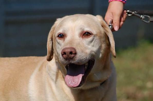 Ma na imię Dżeki... - labrador do adopcji