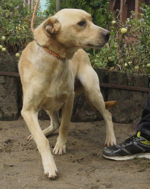 Piękny biszkopt w typie labradora - adopcja