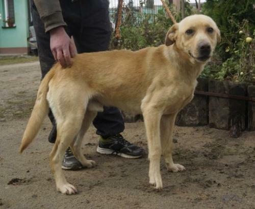 Piękny biszkopt w typie labradora - adopcja