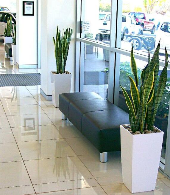 Pielęgnacja roślin doniczkowych Lublin