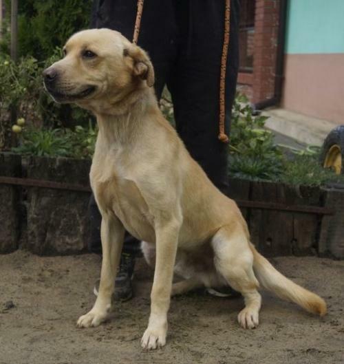 Piękny biszkopt w typie labradora - adopcja