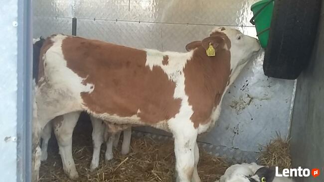 Byczki jaloszki miesne cielaki