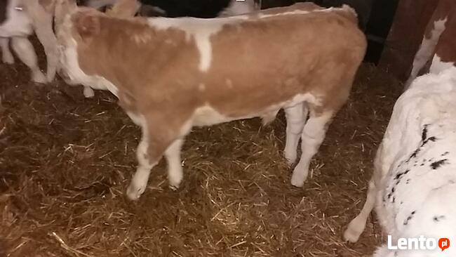 Byczki jaloszki miesne cielaki