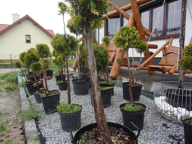 Tuja szmaragd na żywopłot, piękna 140 m-150 cm.Transport.