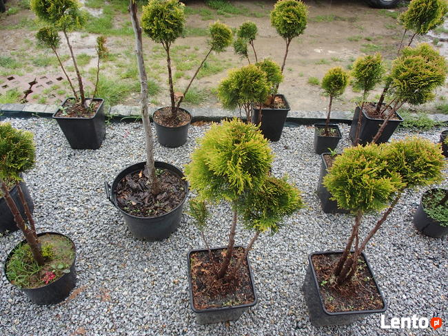 Tuja szmaragd na żywopłot, piękna 140 m-150 cm.Transport.