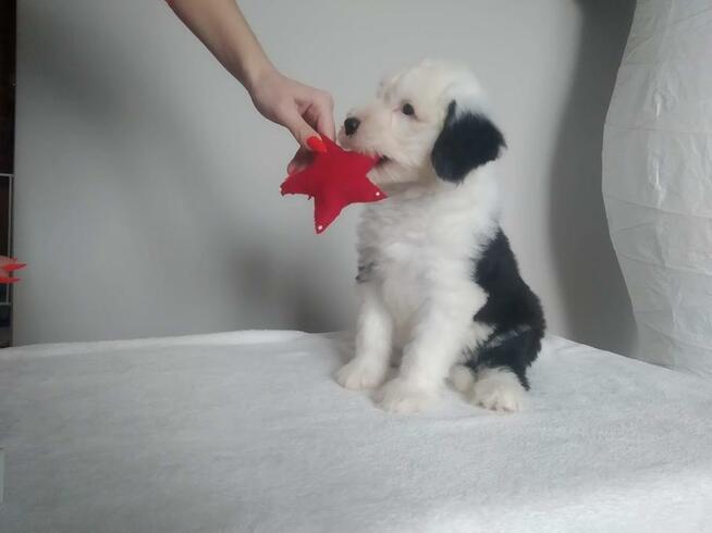 Owczarek Staroangielski Bobtail szczeniaki z rodowodem ZKwP