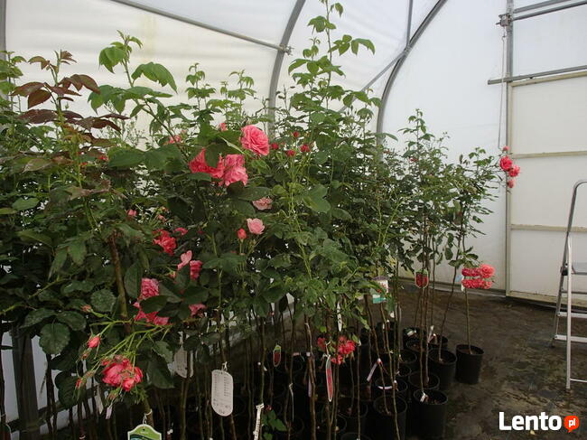 Tuja szmaragd na żywopłot, piękna 140 m-150 cm.Transport.