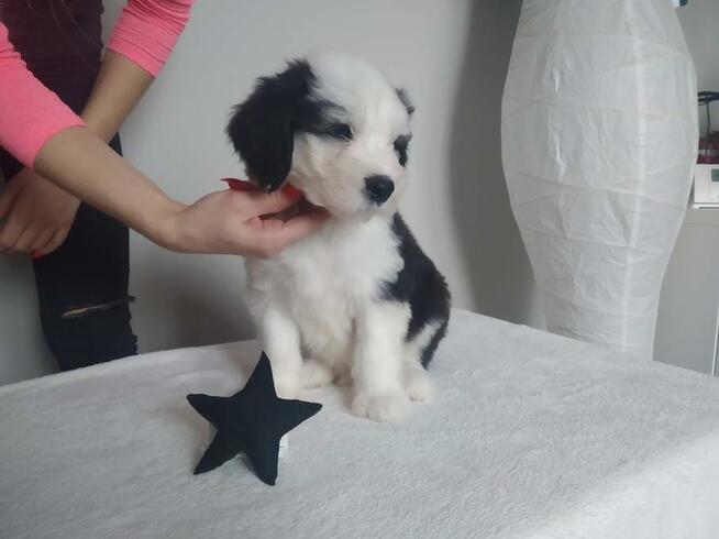 Owczarek Staroangielski Bobtail szczeniaki z rodowodem ZKwP