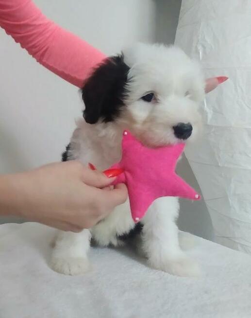 Owczarek Staroangielski Bobtail szczeniaki z rodowodem ZKwP