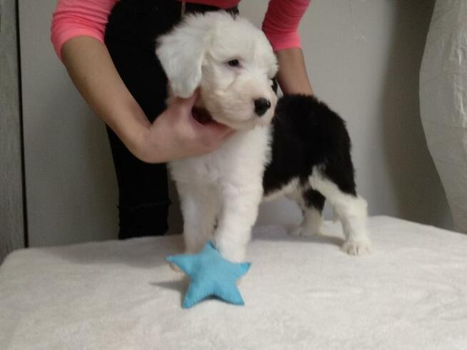 Owczarek Staroangielski Bobtail szczeniaki z rodowodem ZKwP