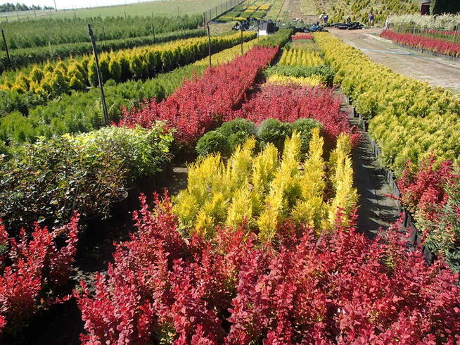 Tuja szmaragd na żywopłot, piękna 140 m-150 cm.Transport.