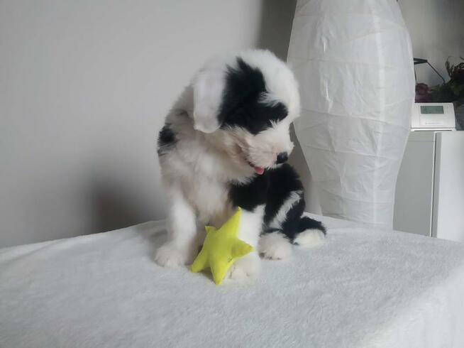 Owczarek Staroangielski Bobtail szczeniaki z rodowodem ZKwP