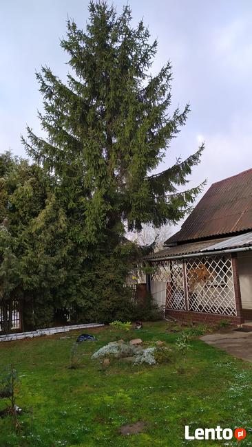 Rębak .Wycinka drzew. Karczowanie.Koszenie. Montaż ogrodzeń.
