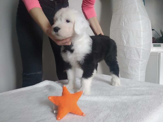 Owczarek Staroangielski Bobtail szczeniaki z rodowodem ZKwP