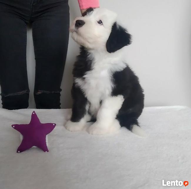 Owczarek Staroangielski Bobtail szczeniaki z rodowodem ZKwP