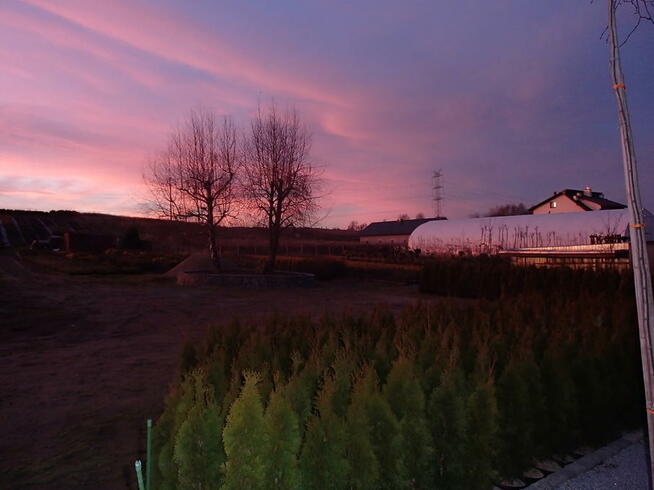 Tuja szmaragd na żywopłot, piękna 140 m-150 cm.Transport.