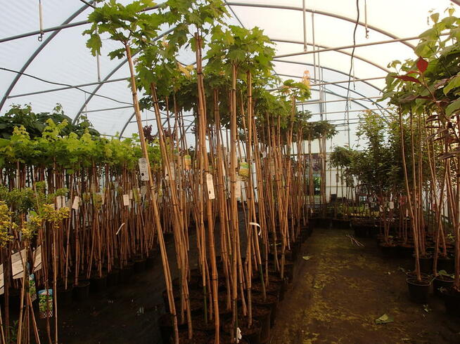 Tuja szmaragd na żywopłot, piękna 140 m-150 cm.Transport.