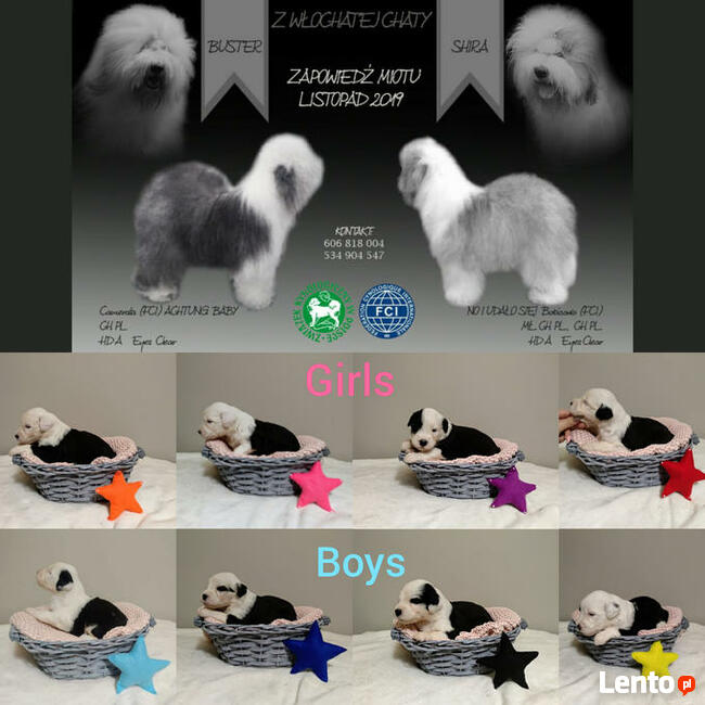 Owczarek Staroangielski Bobtail szczeniaki z rodowodem ZKwP