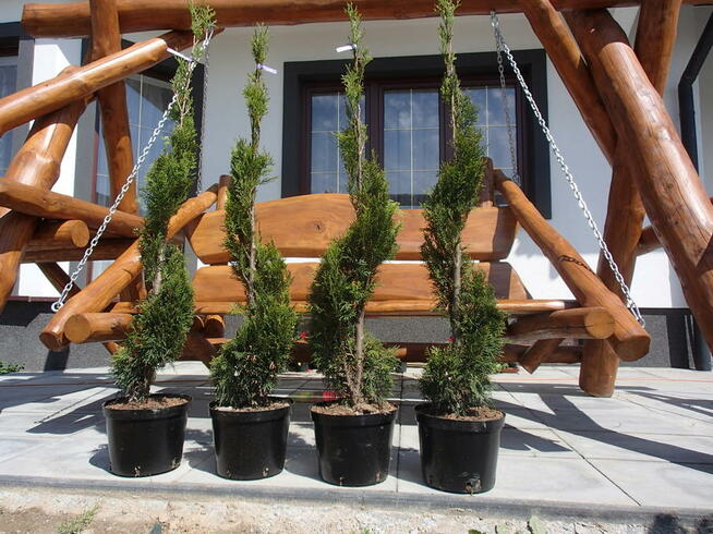 Tuja szmaragd na żywopłot, piękna 140 m-150 cm.Transport.