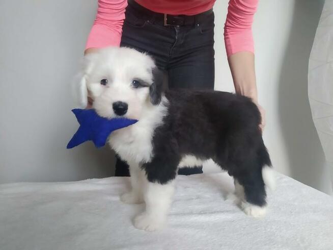 Owczarek Staroangielski Bobtail szczeniaki z rodowodem ZKwP