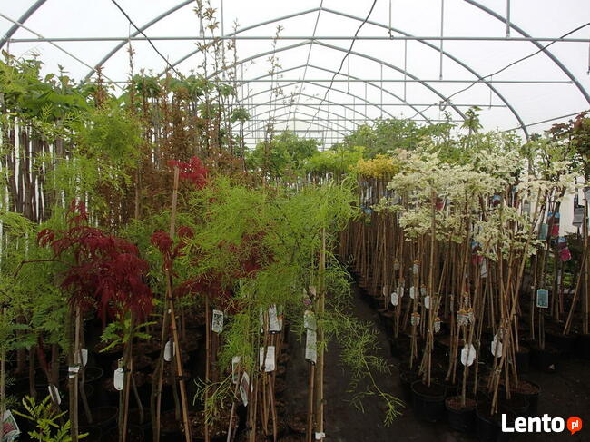 SURMIA BIGNONIOWANANA CATALPA SZCZEPIONA 160-260CM.TARNÓW.