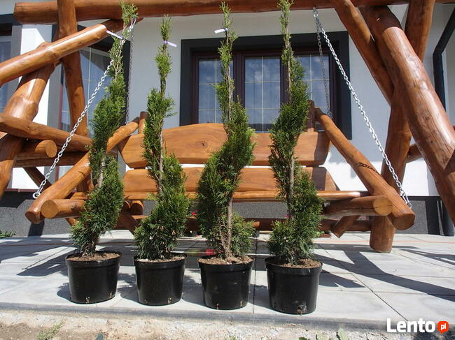 SURMIA BIGNONIOWANANA CATALPA SZCZEPIONA 160-260CM.TARNÓW.