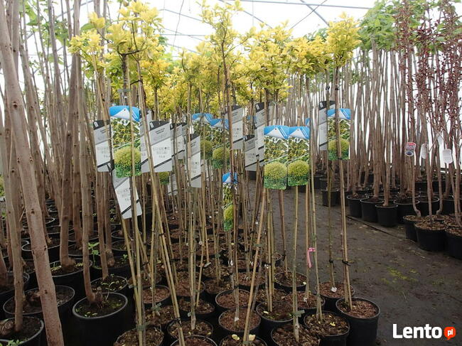 SURMIA BIGNONIOWANANA CATALPA SZCZEPIONA 160-260CM.TARNÓW.