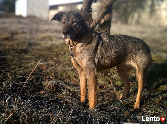 Duża, łagodna suka, MIKA, do adopcji.