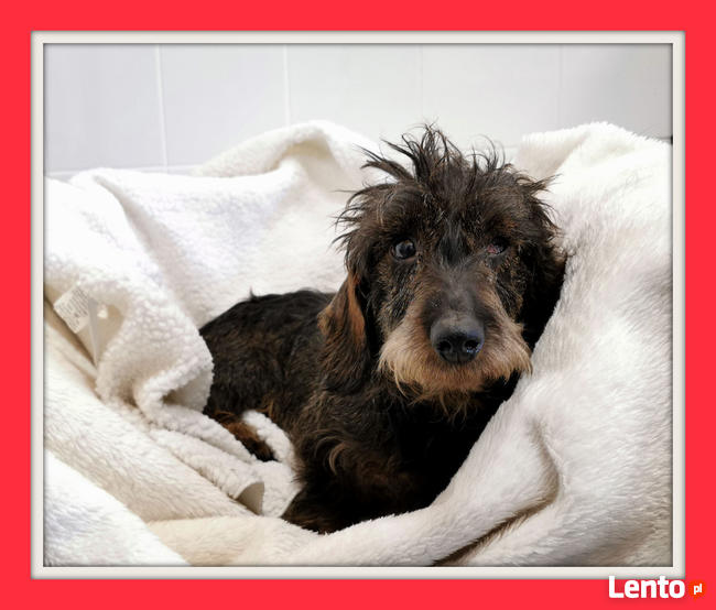 Jamnik szorstkowłosy, przyjazny, kochany KĘDZIOREK do adopcji