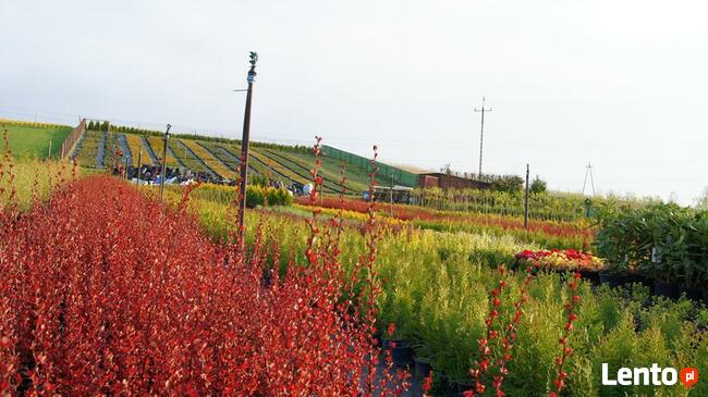 SURMIA BIGNONIOWANANA CATALPA SZCZEPIONA 160-260CM.TARNÓW.