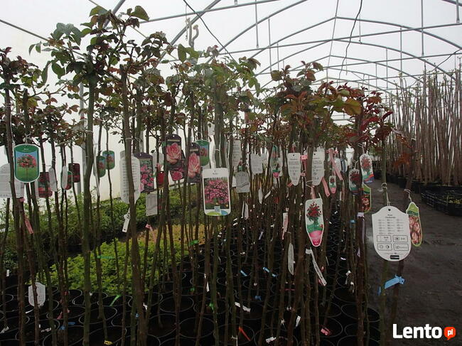 SURMIA BIGNONIOWANANA CATALPA SZCZEPIONA 160-260CM.TARNÓW.