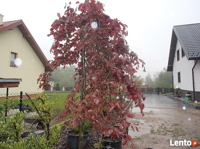 SURMIA BIGNONIOWANANA CATALPA SZCZEPIONA 160-260CM.TARNÓW.