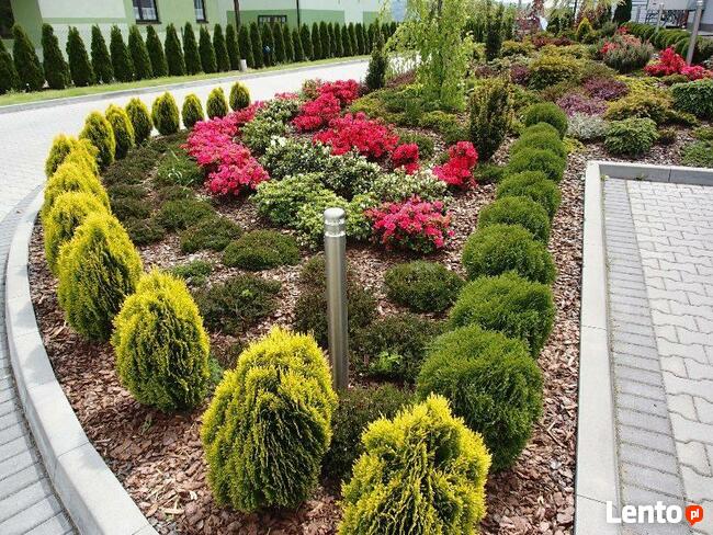 SURMIA BIGNONIOWANANA CATALPA SZCZEPIONA 160-260CM.TARNÓW.