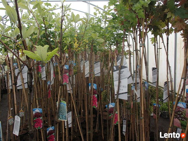SURMIA BIGNONIOWANANA CATALPA SZCZEPIONA 160-260CM.TARNÓW.