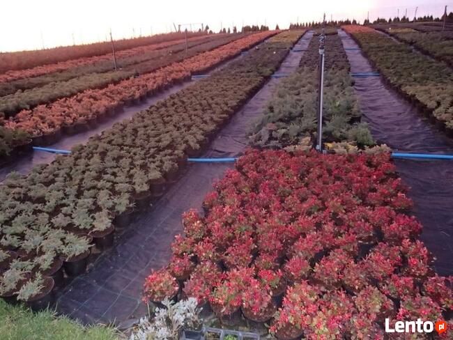 SURMIA BIGNONIOWANANA CATALPA SZCZEPIONA 160-260CM.TARNÓW.