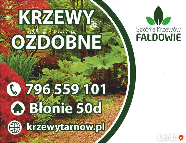 SURMIA BIGNONIOWANANA CATALPA SZCZEPIONA 160-260CM.TARNÓW.