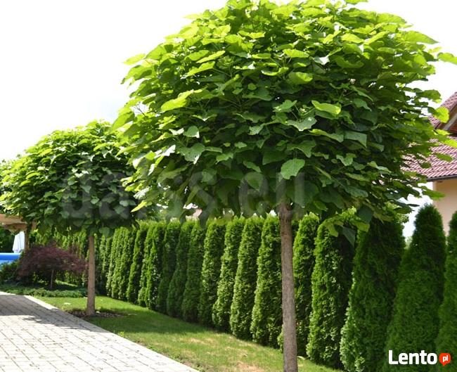 SURMIA BIGNONIOWANANA CATALPA SZCZEPIONA 160-240CM.TARNÓW.