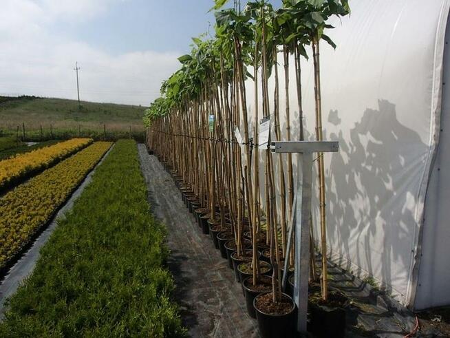 SURMIA BIGNONIOWANANA CATALPA SZCZEPIONA 160-260CM.TARNÓW.