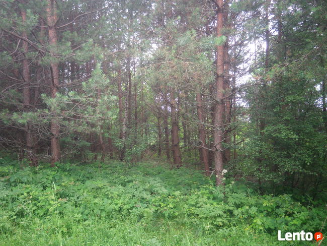 Piękna działka w pobliżu Arłamowa.