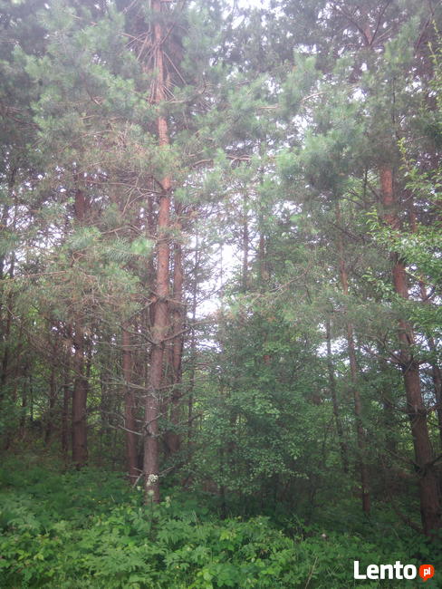 Piękna działka w pobliżu Arłamowa.