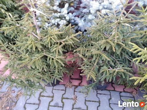 ŚWIERK GOLDEN START PICEA 100-120 CM